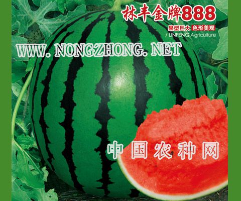 林丰金牌888